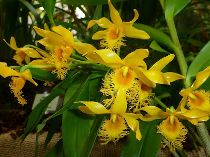 Hoàng thảo môi râu - Dendrobium brymerianum - Vườn Phong Lan