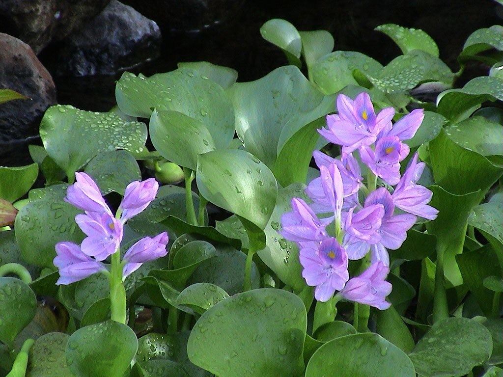 Bèo tây (Eichhornia crassipes)