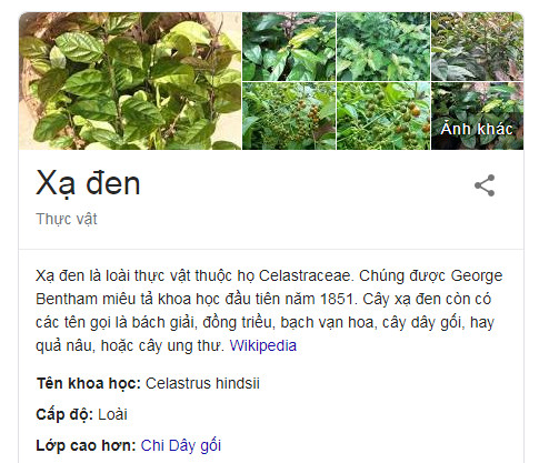 cay-xa-den