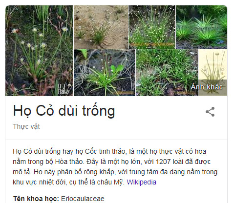 co-dui-trong