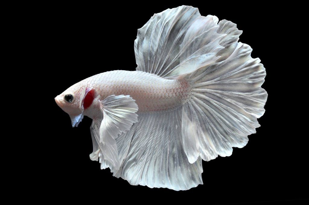 Cá Betta Dumbo White | Trắng ngọc trinh siêu xinh | Hàng Thái Nhập