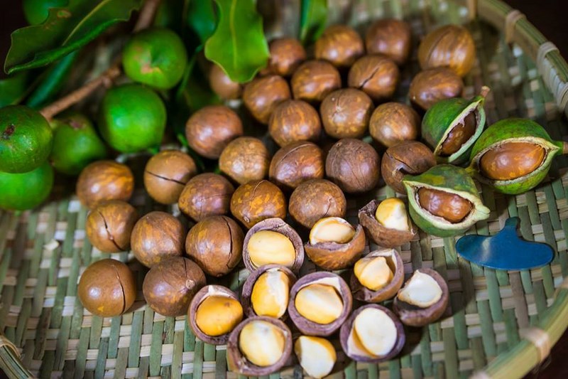 Macadamia là gì? Công dụng và những lưu ý khi dùng Macadamia