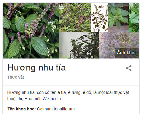 huong-nhu-tia