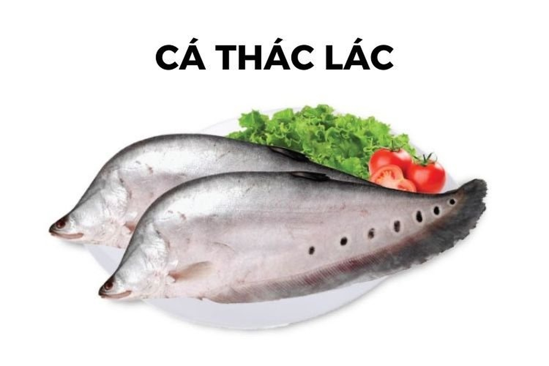 Có bao nhiêu loại cá thác lác? Cách chọn mua cá thác lác ngon