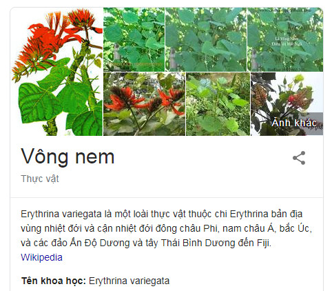 vong-nem